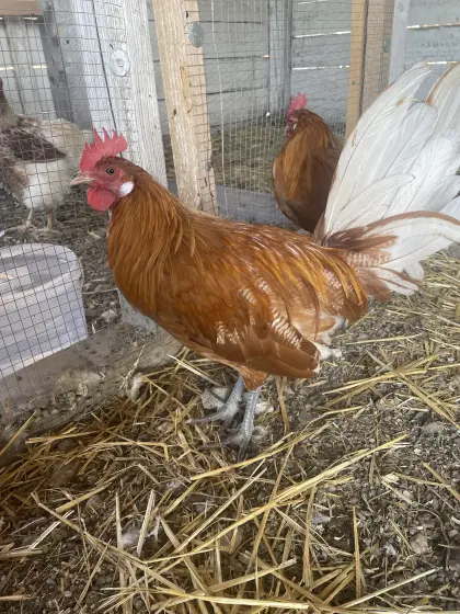 Friese Hähne, gold-weiß geflockt