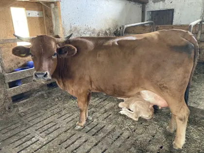Bio Mutterkuh mit Stierkalb