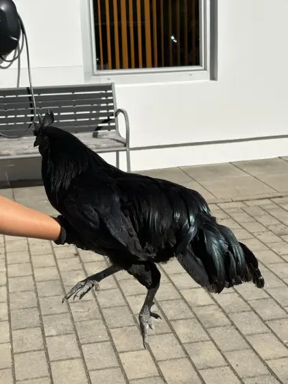 Ayam Cemani Junghähne