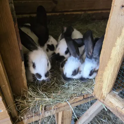 8 Wochen Häschen