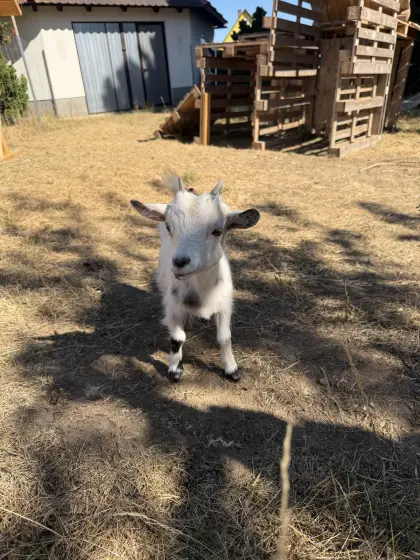 Mini-Zwergziege Lotte