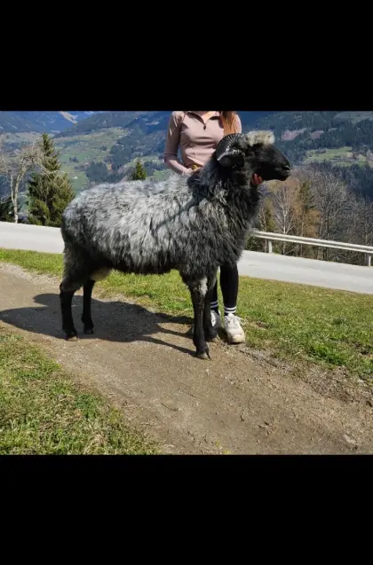 Tiroler Steinschaf-Widder