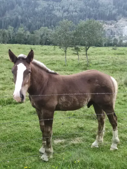 Dunkelfuchs Hengstfohlen