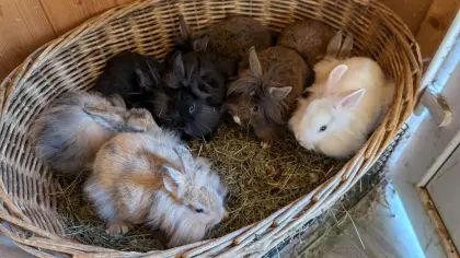 Löwenkopf-Zwergkaninchen in allen Farben zu verkaufen