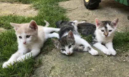 Katzenbaby