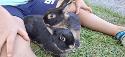 Zwergkaninchen