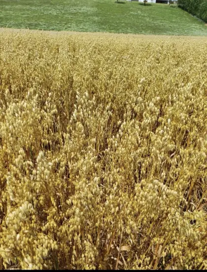 Bio Futterhafer