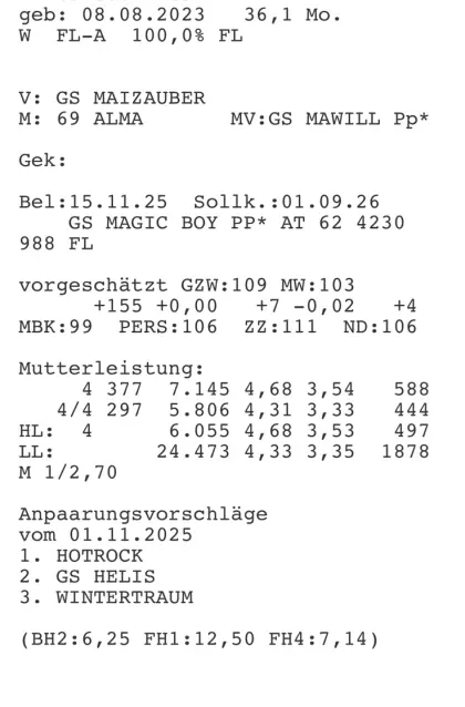 2 trächtige Bio-Kalbinnen