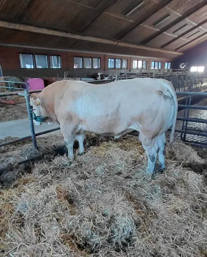 Blonde-Aquitaine-Zuchtstier