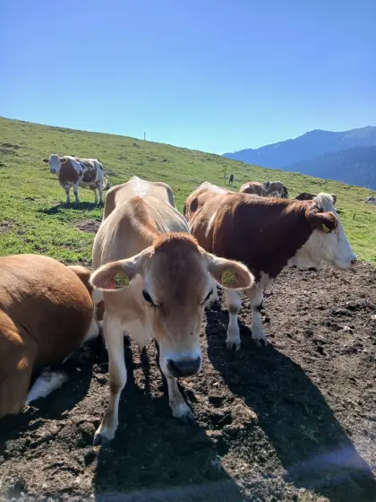 Verkaufe trächtige Jersey-Kalbin