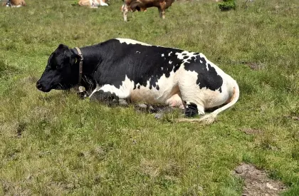Schwarze Pinzgauer Kuh, genetisch hornlos