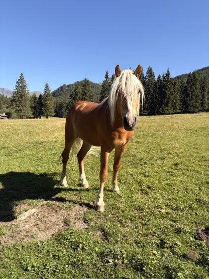Typvoller Haflingerhengst 2024, sucht passendes Zuhause