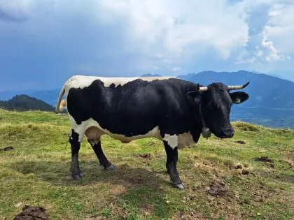 2 Stk. schwarze Pinzgauer Mutterkühe mit Horn zu verkaufen