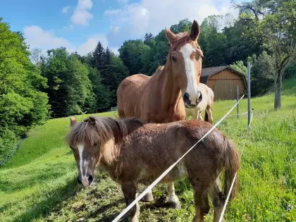 Pony