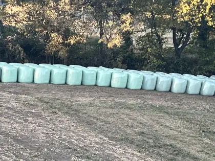 Maissilage