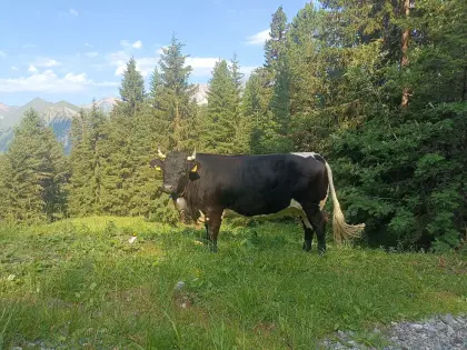 Verkaufe schöne Tux-Zillertaler Kalbin