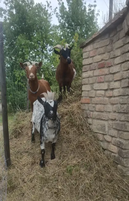 Zwergziegen