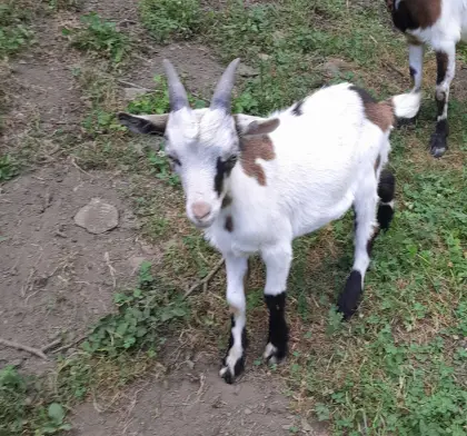 Ziegenbock