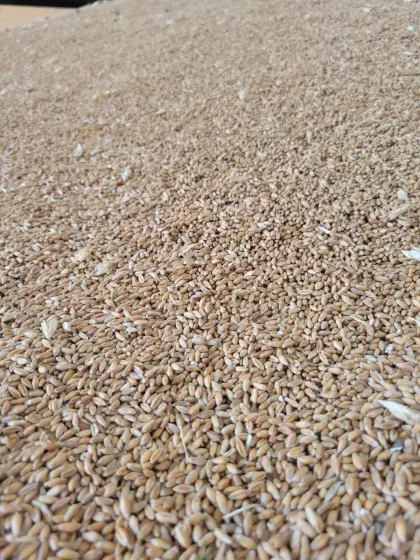 Bio-Triticale, Bio-Wintergerste