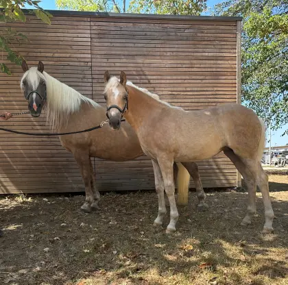 Haflinger-Stutfohlen