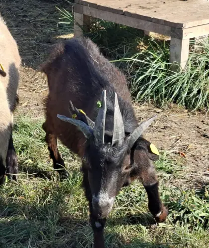 Vierhornziege Bockkitz