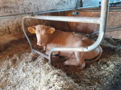 Waldviertler Blondvieh (Bio)