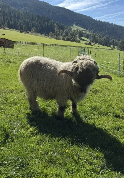 Walliser Schwarznasen-Widder