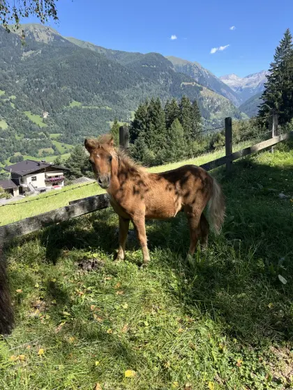 Pony-Stute