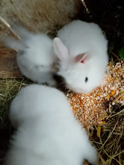 Zwergkaninchen Angora