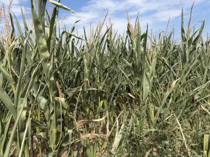 Silomais ab Feld