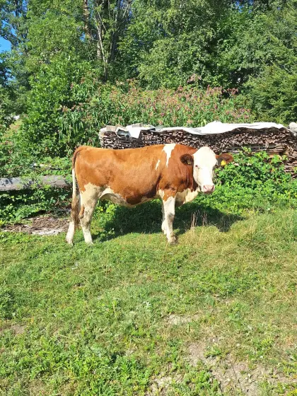 Bio-Fleckvieh-Kalbin