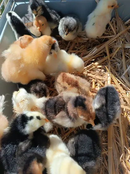 Mixküken aus Großrassen