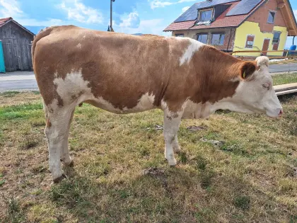 Trächtige Bio-Kalbin zu verkaufen