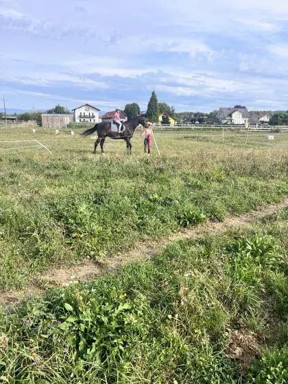 Suche dringend Heuballen, bitte alles anbieten