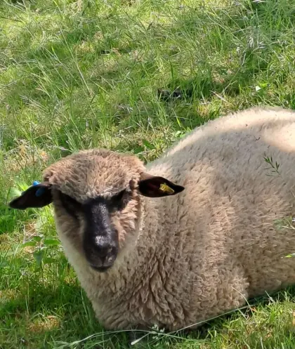 Shropshire Schafe