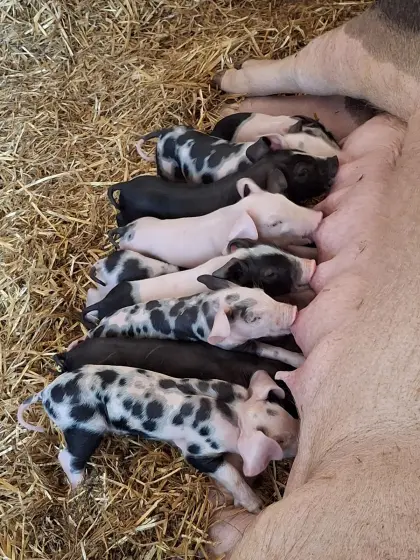 Schwäbischhällisch/Duroc x Pietrain Ferkel