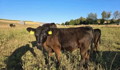 Lowline-Angus-Bulle Obelix
