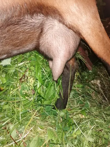 GGZ Milchziege mit Kitz