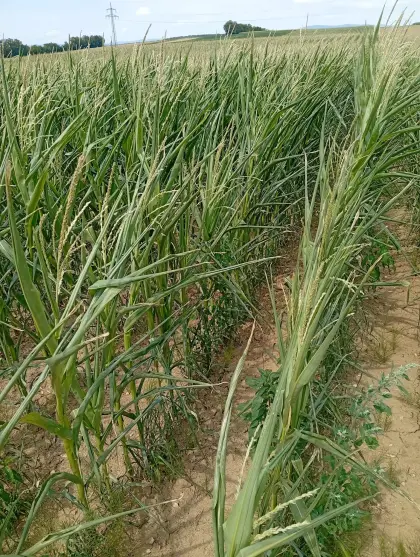 Bio-Silomais ab Feld