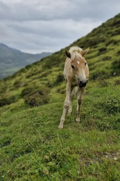 Tiroler Haflinger Hengstfohlen