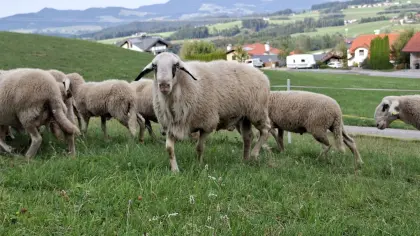 Brillenschaf-Widder
