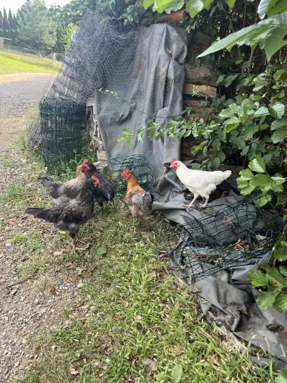 Junghähne-Mix Marans, Sussex, Altsteirer, Brahma