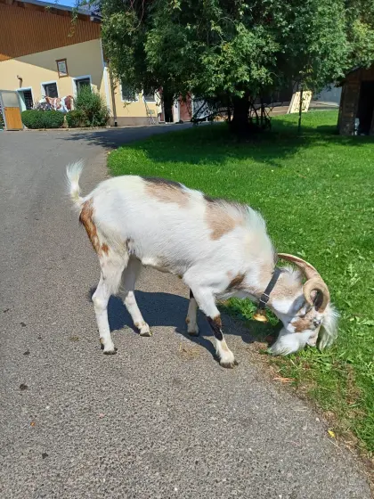 Steirischer Scheckenziegenbock