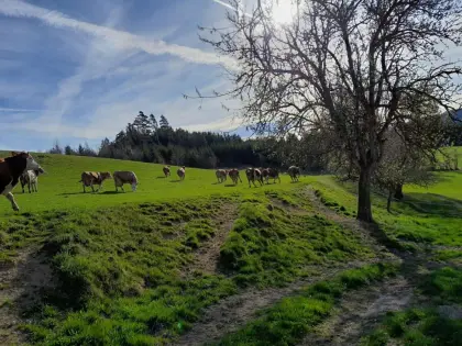 Bio-Kühe in Milch