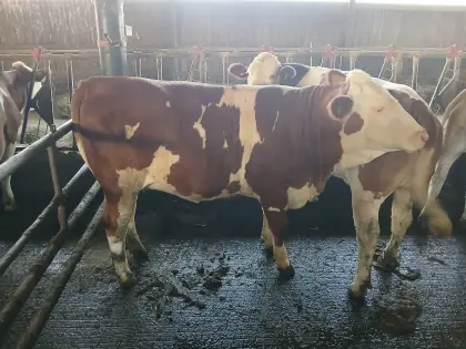 Verkaufe 2 Bio-Kalbinen