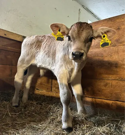 Grauviehstierkalb