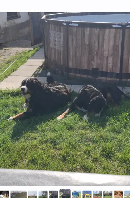 Suche einen Sennenhundwelpen nach Verlust