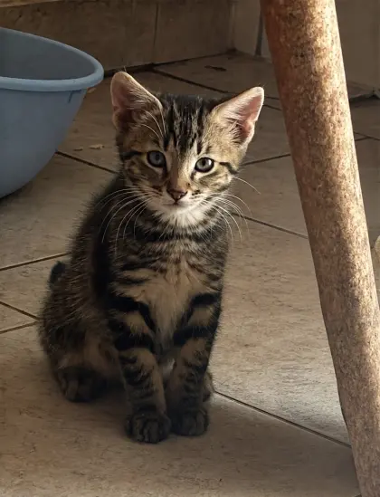 Katzenbaby