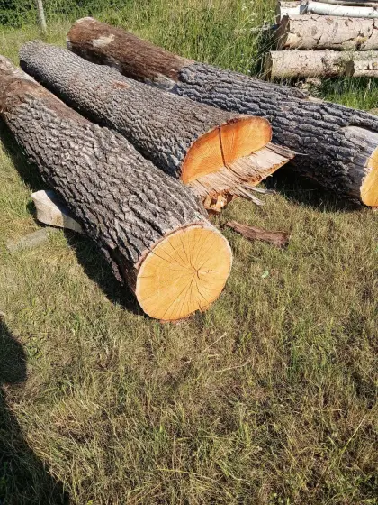 Eichenstämme