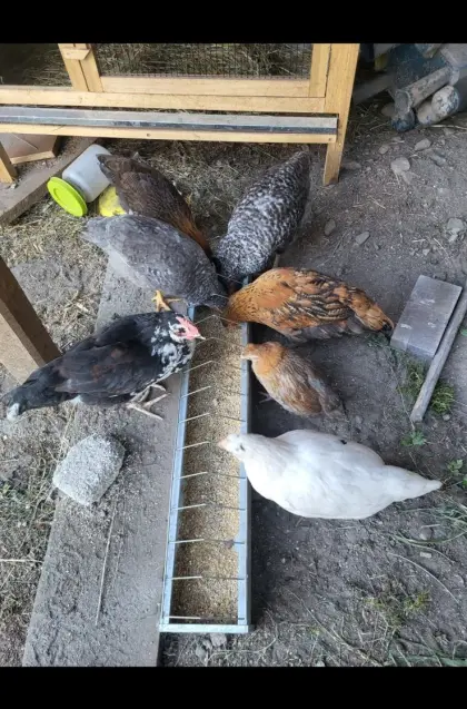 Verkaufe verschiedene Hühner